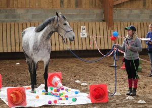 Equifeel - 3ème étape circuit départemental 2023 @ Equilogic farm