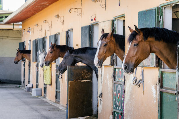Protocole l'accès aux poneys et chevaux de club Chevaux clubs fond d'urgence covid-19 confinement centre équestre CDE 17