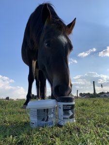 Equifeel - 2ème étape circuit départemental 2023 @ Equilogic farm