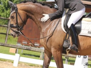 Dressage - 3ème étape circuit départemental 2023 @ Écuries ABC Dressage